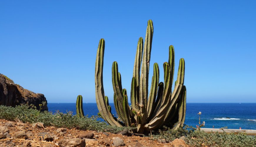 Zpáteční letenka na Tenerife od 1 445 Kč